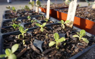 Starting vegetable seeds: Six keys to success