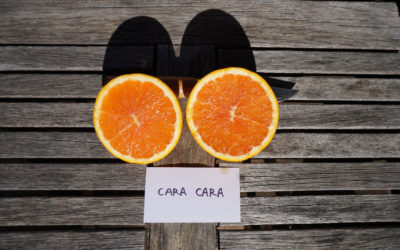 Cara Cara navel orange tree: a profile