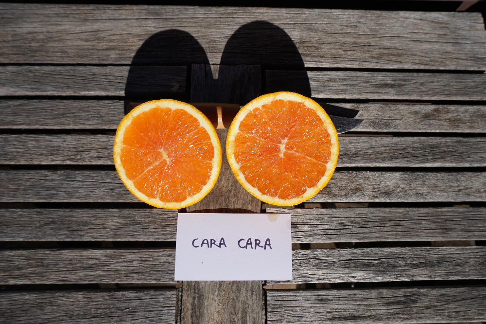 Cara Cara navel orange tree: a profile