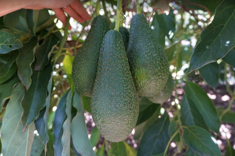 Pinkerton avocados for sale
