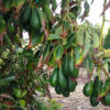 Sharwil, Pinkerton, Fuerte avocado variety box - Image 6