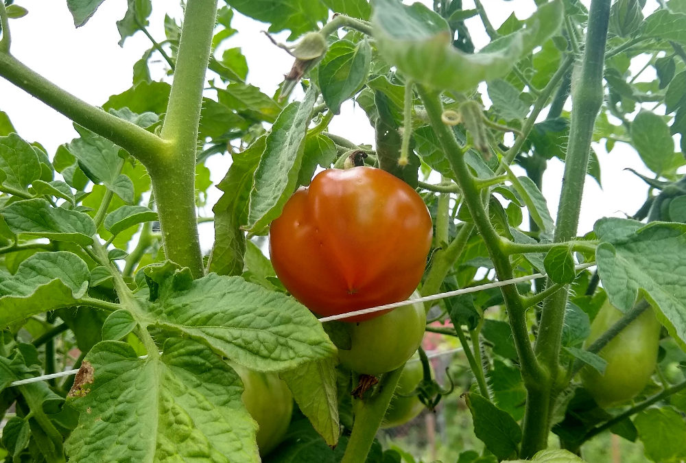 Growing tomatoes in Southern California