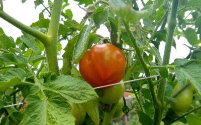 Growing tomatoes in Southern California