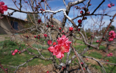 Where do fruit trees flower?