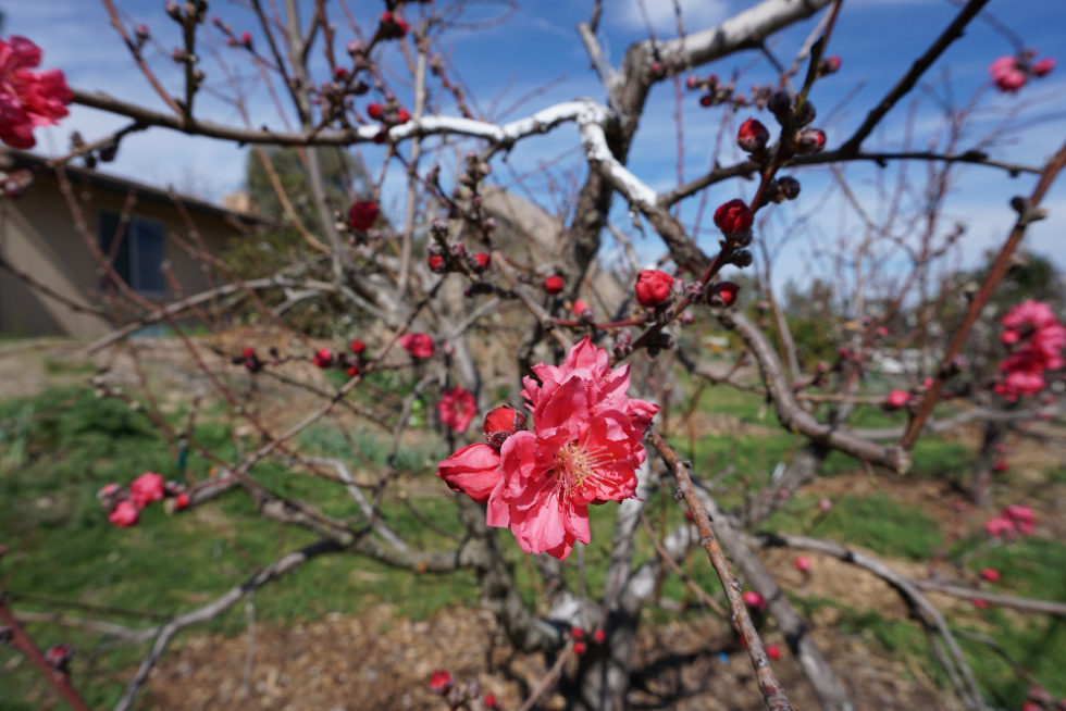 Where do fruit trees flower? Greg Alder's Yard Posts Southern