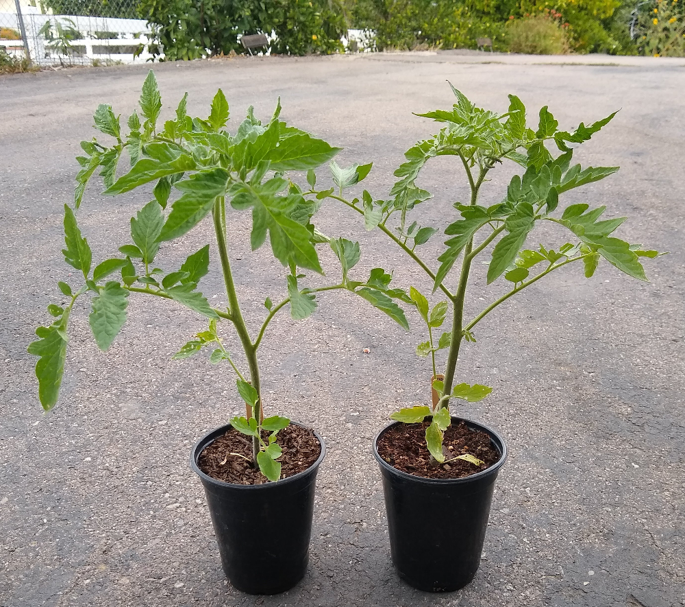 Dealing with root knot nematodes in a vegetable garden - Greg Alder's Yard  Posts: Southern California food gardening