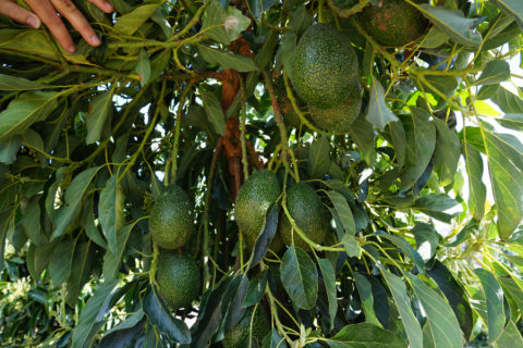 Cross pollination of avocados - Greg Alder's Yard Posts: Southern ...