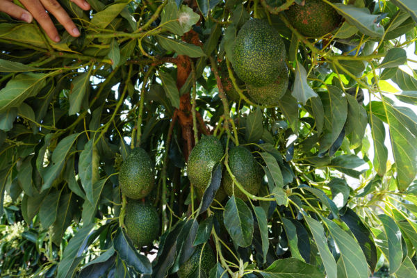 GEM avocados