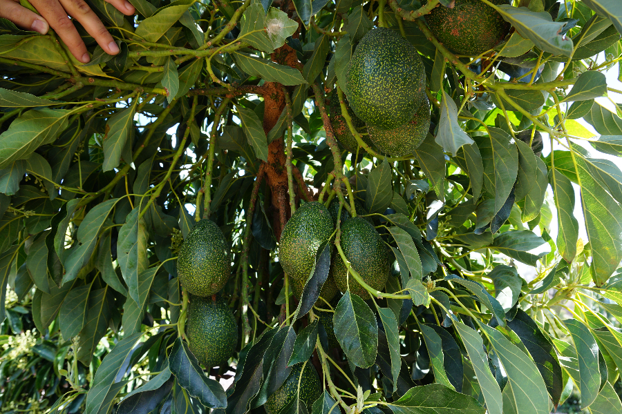 GEM, Gwen, and Pinkerton avocados for sale