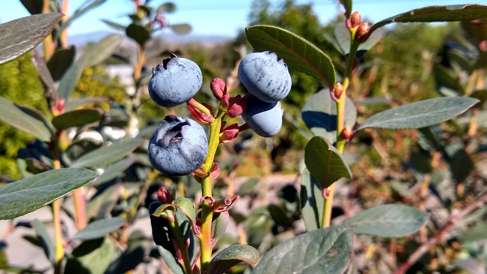 Growing blueberries in Southern California