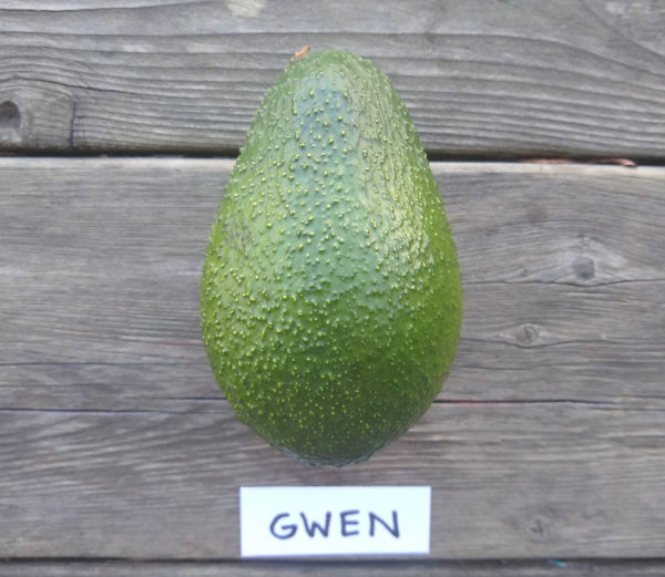 Gwen avocado