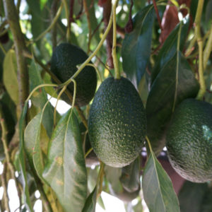 Gwen avocado trees Laferriere grove