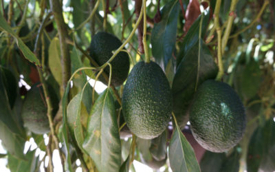 Gwen avocados for sale