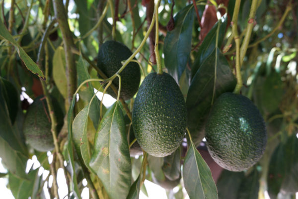 Gwen avocado trees Laferriere grove