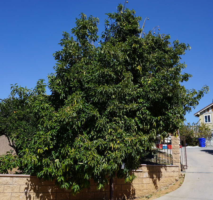 Gwen avocado tree