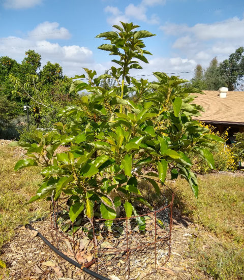 Watering fruit trees with drip irrigation - Greg Alder's Yard Posts ...