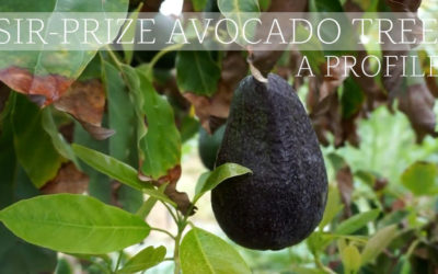 Sir-Prize avocado tree: video profile