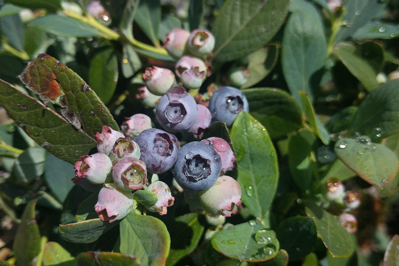 Vaccinium corymbosum Pink Lemonade Plants for the Patio or Garden - Pack of  THREE Pink Berry Plants