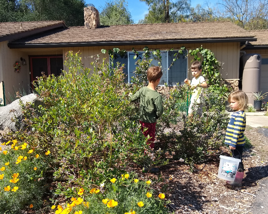 https://gregalder.com/yardposts/wp-content/uploads/2022/04/kids-picking-blueberries.jpg