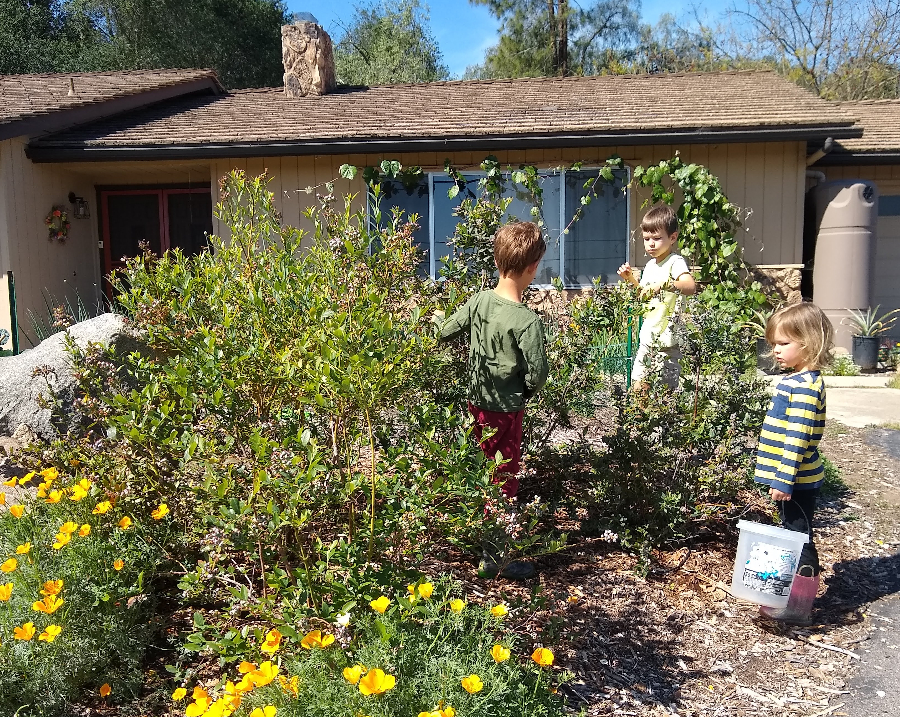 Growing blueberries in Southern California - Greg Alder's Yard Posts:  Southern California food gardening