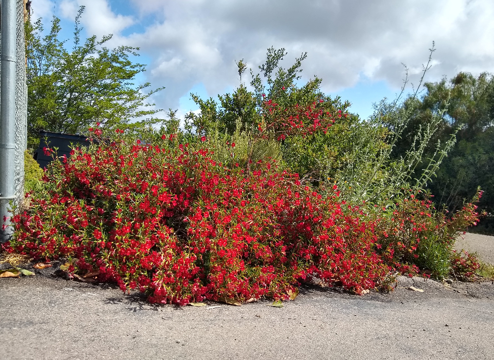 Monkey flower native plant in Southern California that feeds bees and