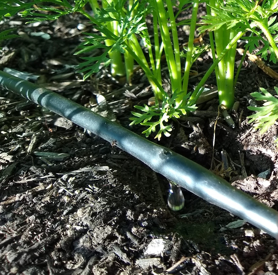 installing drip irrigation - Garden Betty  Drip irrigation, Rain water  collection diy, Irrigation