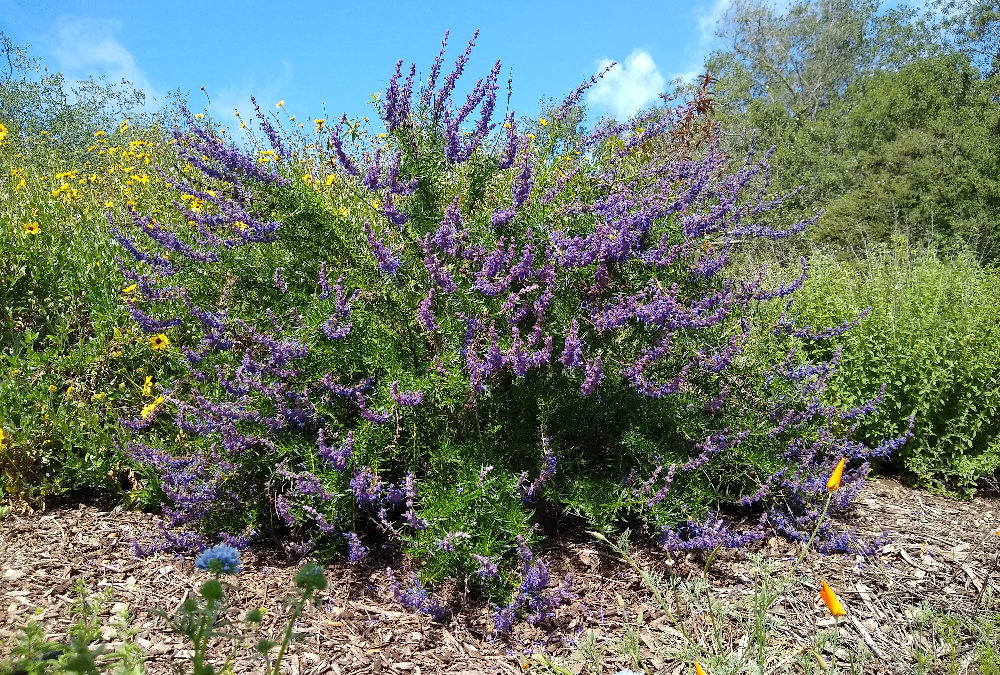 Woolly blue curls: attractive plant native to Southern California that feeds bees