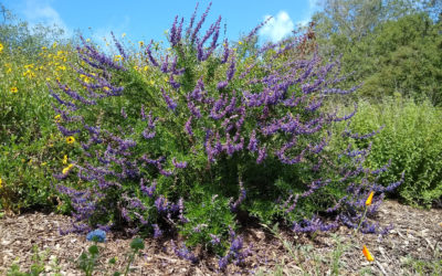 Woolly blue curls: attractive plant native to Southern California that feeds bees