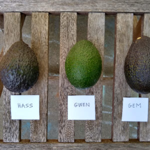 Hass Gwen GEM avocados for sale