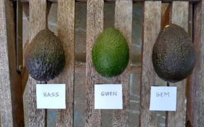 Hass and Gwen and GEM avocados for sale