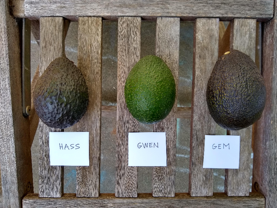 Hass Gwen GEM avocados for sale