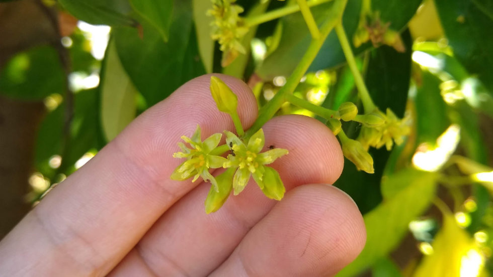 How avocado trees flower Greg Alder's Yard Posts Southern California