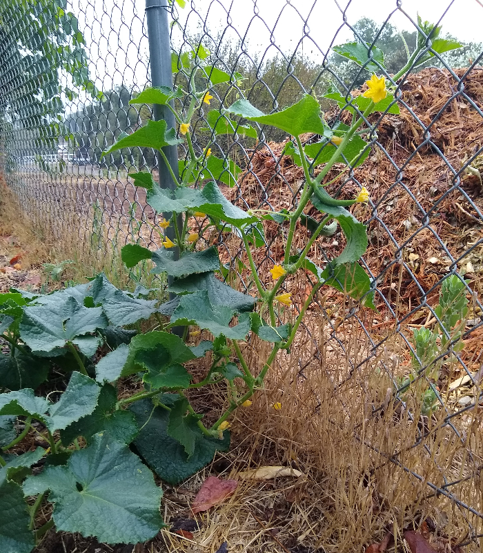 cucumber plant climbing chain link fence