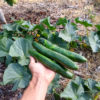 growing cucumbers in Southern California