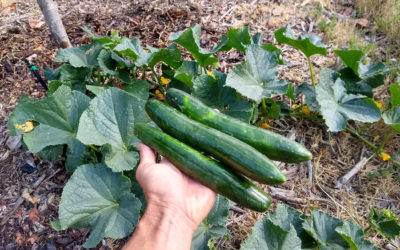 Growing cucumbers in Southern California
