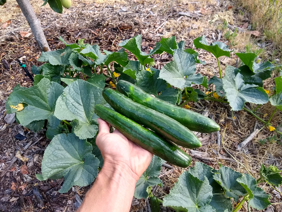 Growing cucumbers in Southern California