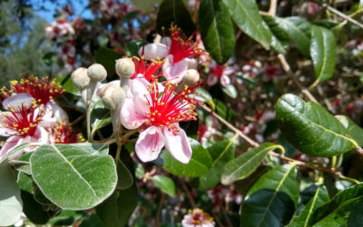 Eating pineapple guava flowers