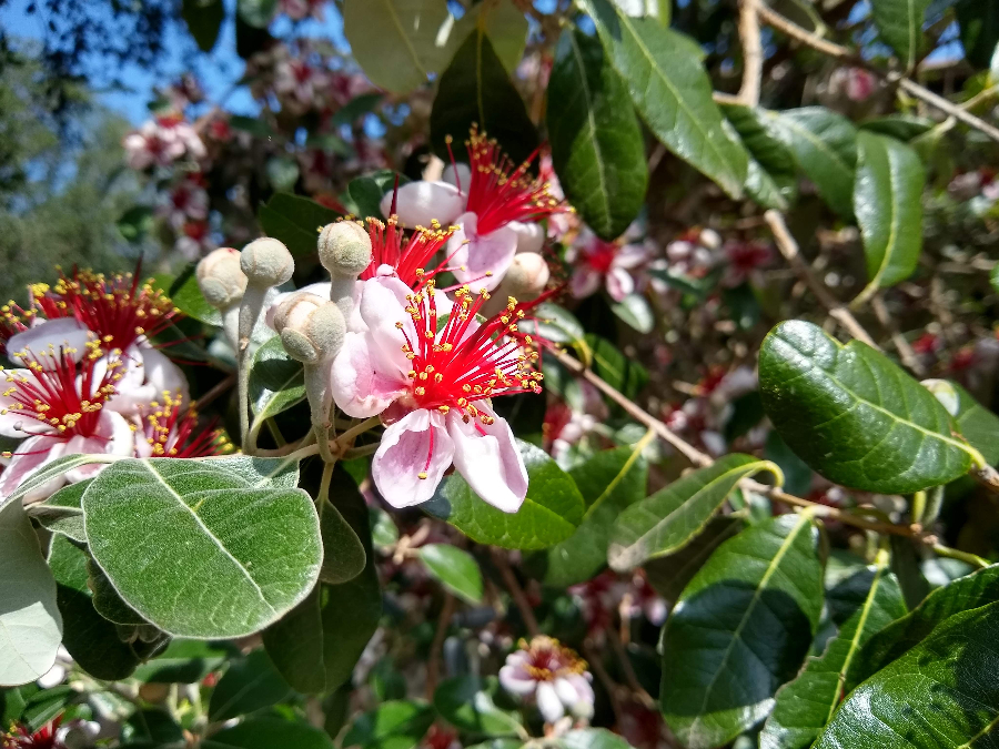 eating pineapple guava flowers