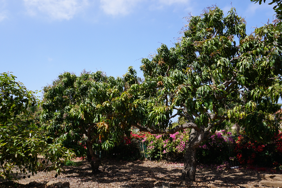 Blooming In the Southern Mango Orchards - Under the Mango TreeUnder the  Mango Tree