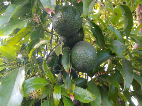 Managing alternate bearing in avocado trees - Greg Alder's Yard Posts ...