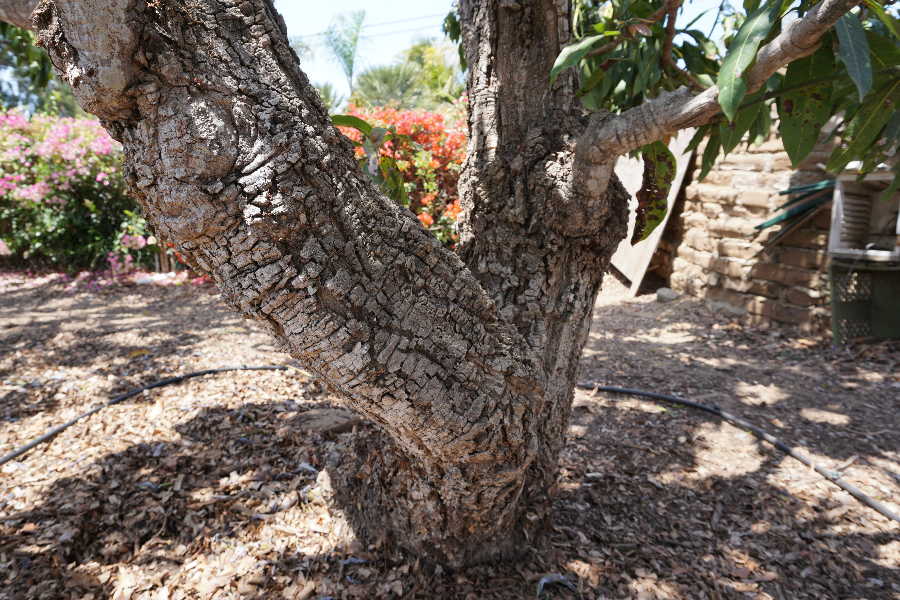 Blooming In the Southern Mango Orchards - Under the Mango TreeUnder the  Mango Tree