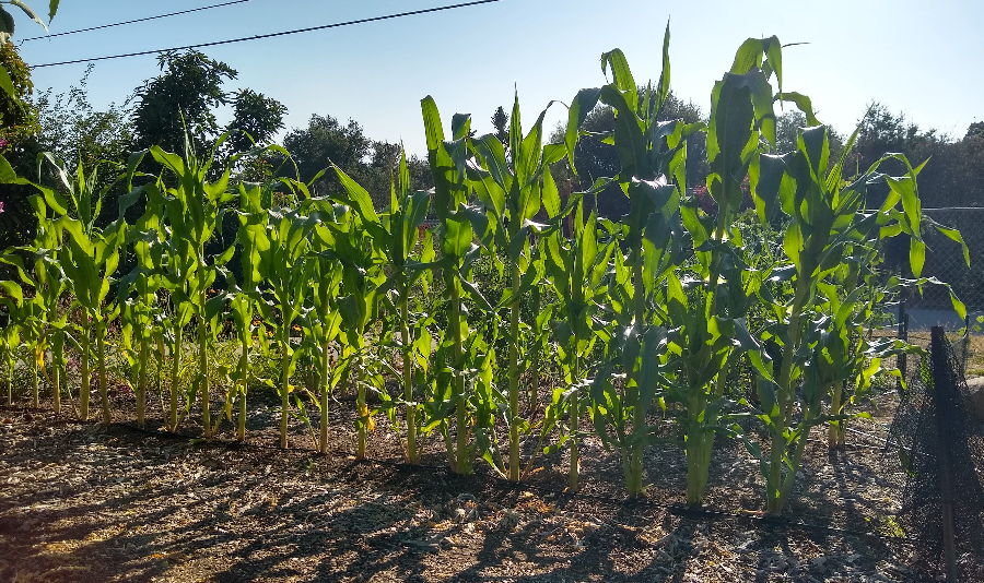 Dealing with root knot nematodes in a vegetable garden - Greg Alder's Yard  Posts: Southern California food gardening, nematodes