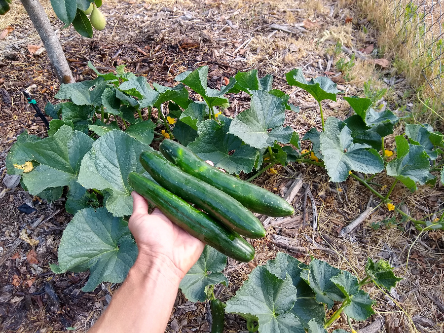 Dealing with root knot nematodes in a vegetable garden - Greg Alder's Yard  Posts: Southern California food gardening