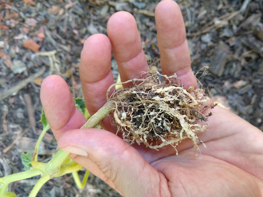 Dealing with root knot nematodes in a vegetable garden