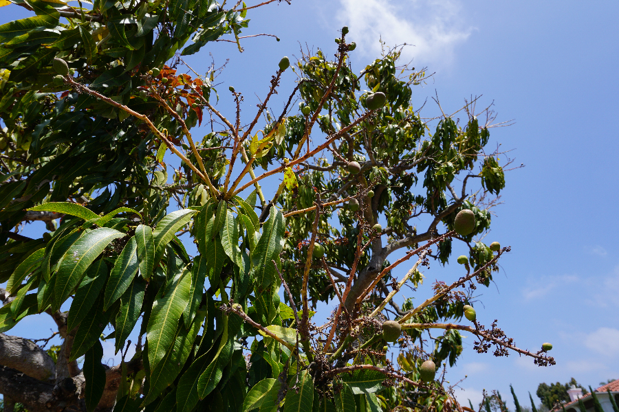 Forum: Blooming Mango Trees