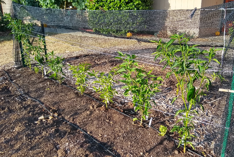 Dealing with root knot nematodes in a vegetable garden - Greg Alder's Yard  Posts: Southern California food gardening