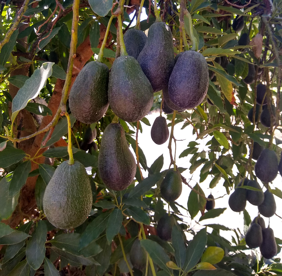 Growing avocados in Southern California - Greg Alder's Yard Posts: Southern  California food gardening