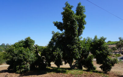 Old Reed avocado trees