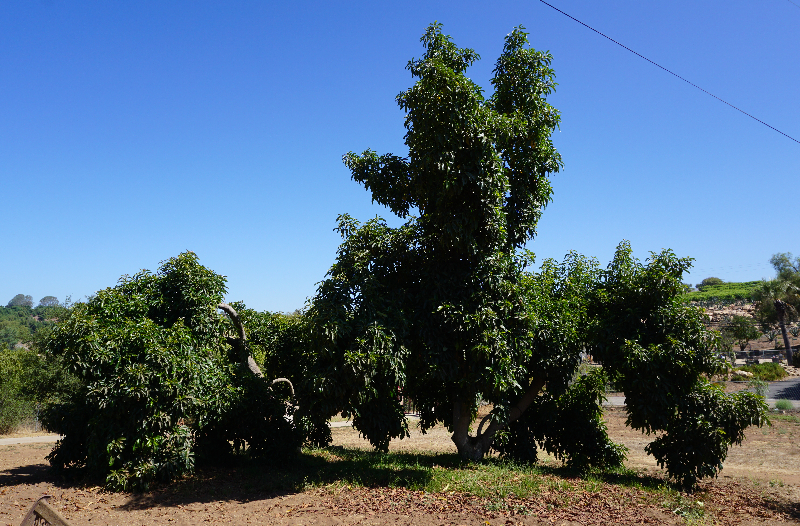 Old Reed avocado trees