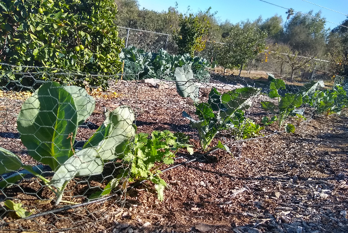 Growing potatoes in Southern California - Greg Alder's Yard Posts: Southern  California food gardening